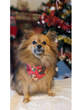 bandana de noel pour spitz