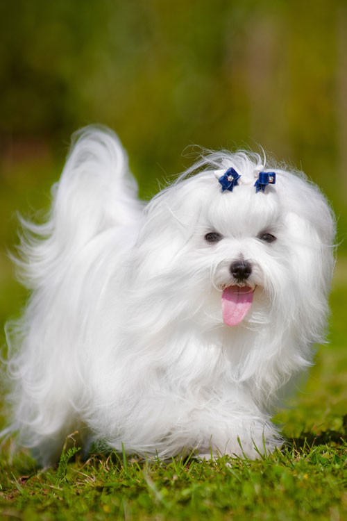 Des produits naturels pour nos animaux !